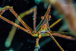 Arrow Crab close up, Veracruz México by Alejandro Topete 
